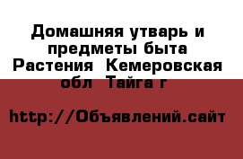 Домашняя утварь и предметы быта Растения. Кемеровская обл.,Тайга г.